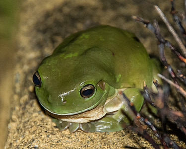 зеленая древесная лягушка, лягушка, Дикая природа, Грин, Квинсленд, Австралия, амфибия