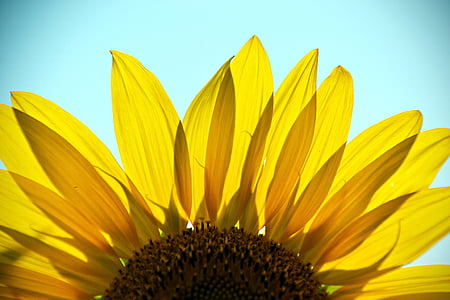 Slunečnice, závod, květ, žlutá, léto, světlé, květiny