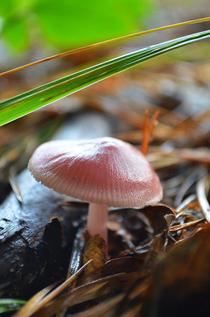 fungus, forest, forest mushrooms, nature, autumn, mushroom, close-up