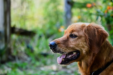 Złoty Pies myśliwski, pies, zwierzętom, zwierząt, psi, domowe, ssak