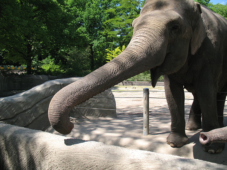 slon, Zoološki vrt, Rilo, slon, jedna životinja, životinja životinje, dio životinja tijela