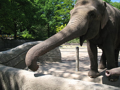 elefant, gradina zoologica, trompă, pachyderm, un animal, animale sălbatice, parte a corpului animalelor