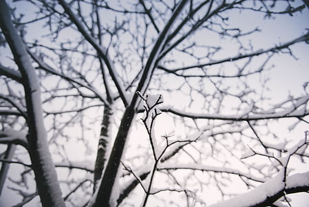 negro, madera, árbol, cubierta, Blanco, nieve, planta
