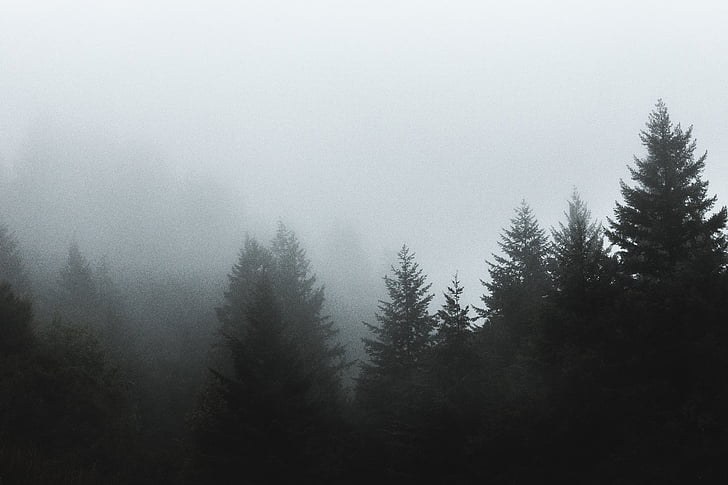 felhők, köd, erdő, fák