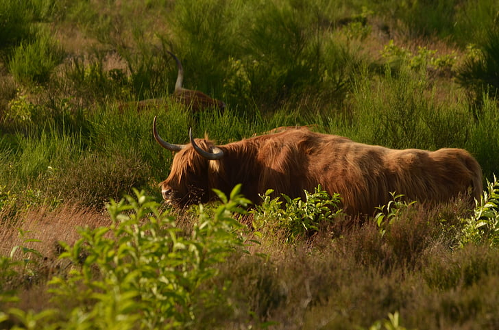крава, говеждо месо, шотландски, шотландски, Heide, браузър, бозайник