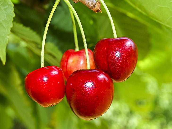 cherry, fruit, tree, nature