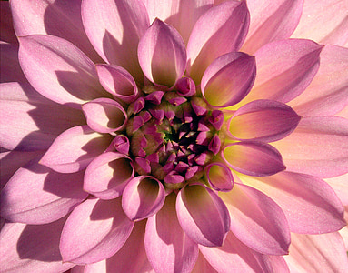 Dahlia, Hoa, màu tím, Blossom, nở hoa, vĩ mô, đầy màu sắc