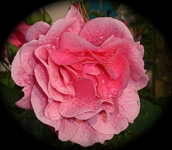 levantou-se, flor rosa, beleza, romântico, -de-rosa, Flora, jardim