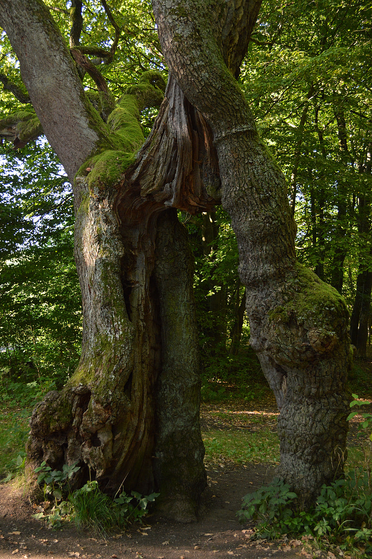 bed body, natural monument, hainich, places of interest, thuringia germany