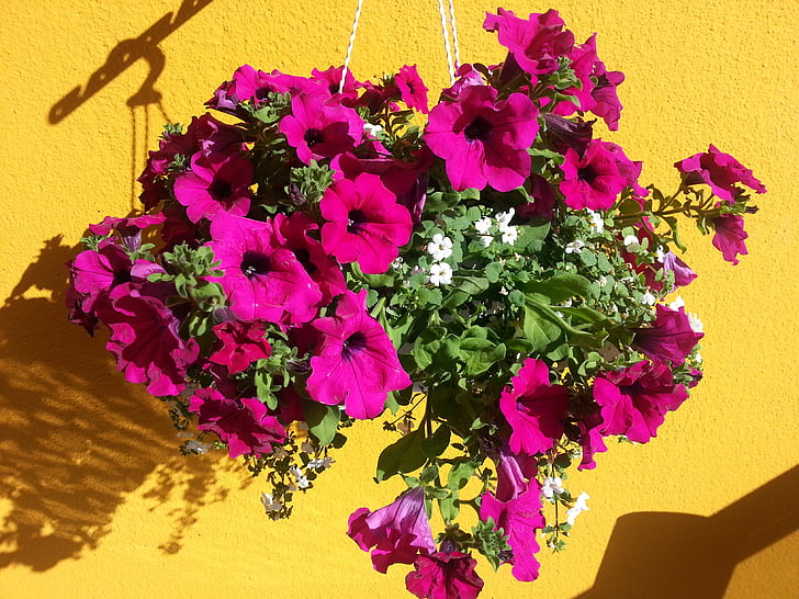 AMPEL, μωβ, λουλούδι, το καλοκαίρι, Όμορφο, μπαλκόνι, Κρεμαστά