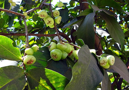 Syzygium jambos, träd, Rose apple, frukt, Tropical, Indien