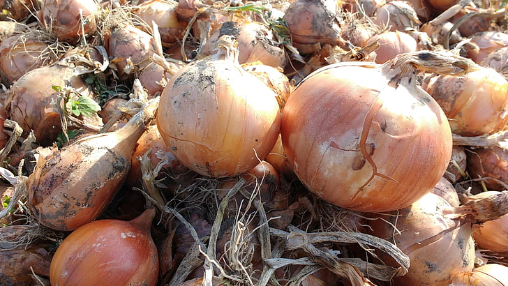 onion, harvest, food, organic, house made, vegetable, vegetarian