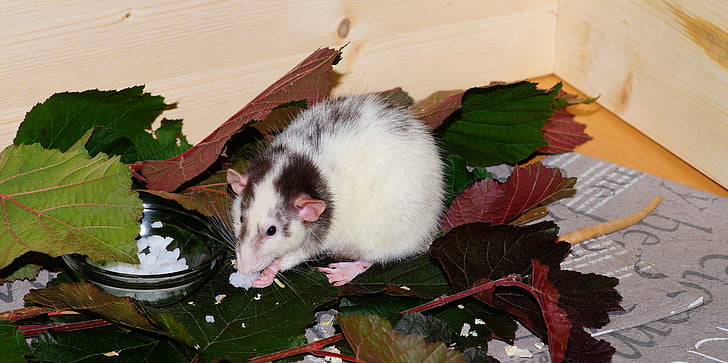 con chuột, màu chuột, động vật gặm nhấm, động vật, động vật có vú, tai, đầu