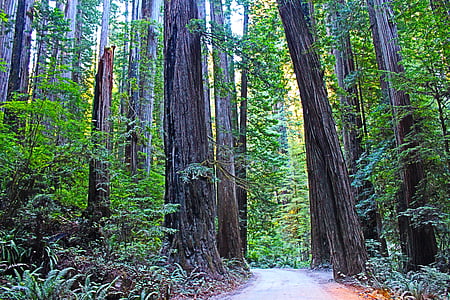 Redwood nationalpark, Kalifornien, USA, Redwood, resor, träd, Pine