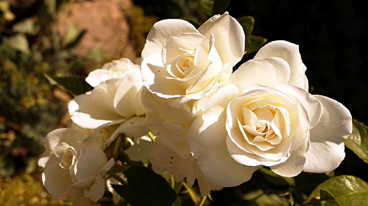 putih, bunga, merah muda, mawar putih