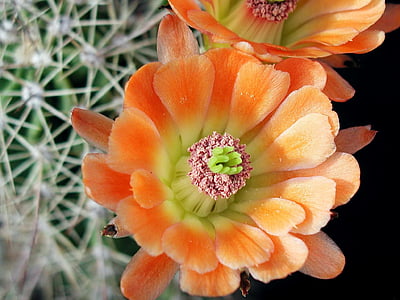 cactus flower, close up, macro, plant, sharp, thorn, blossom