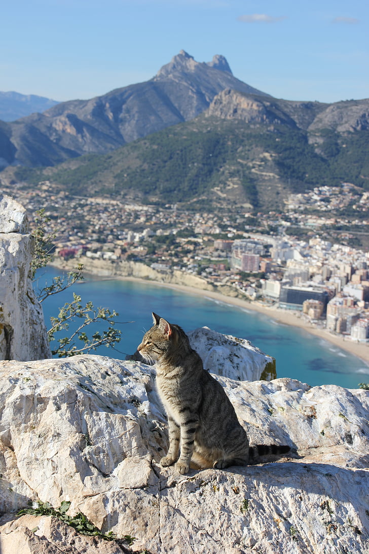 macska, macska, Calpe, Alicante, Spanyolország