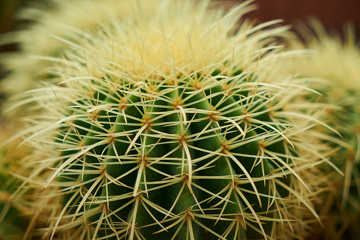 cactus, planta, natura, jardí, macro, agulla, planta de fulles
