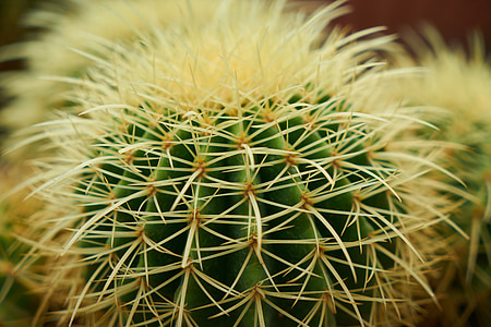 Cactus, Anläggningen, naturen, trädgård, makro, nål, lövverk växt
