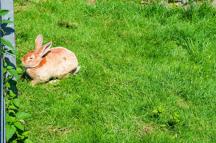 Zajac, králik, zviera, milý, kožušiny, lúka, Trpasličí králik