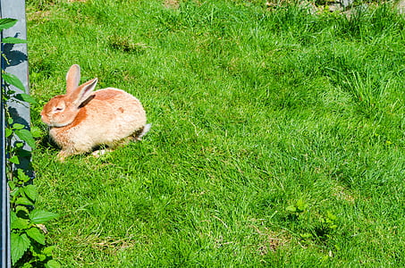 hare, rabbit, animal, cute, fur, meadow, dwarf rabbit