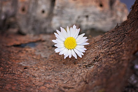 flower, white, daisy, pointed flower, blossom, bloom, tree bark