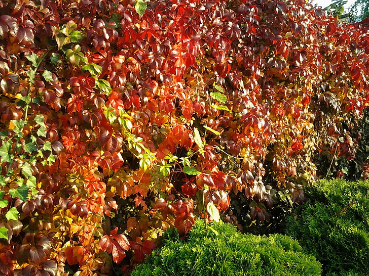 листа, Есенни листи, вино, вия, бръшлян, червен, природата