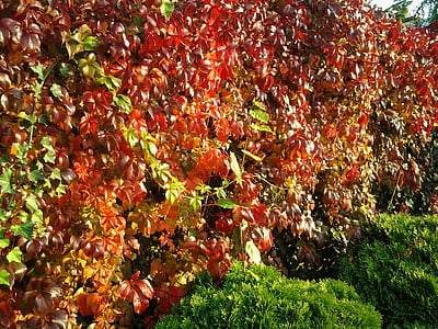 foglie, fogliame di caduta, vino, si intrecciano, Edera, rosso, natura