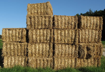 straw, straw bales, bale, hay, hay bales, cattle feed, nature