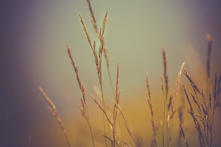 brown, wheat, daytime, plants, nature, farm, agriculture