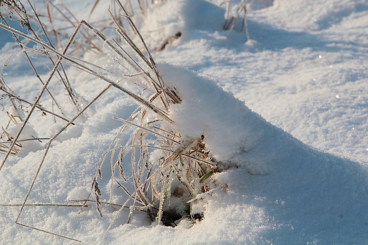 sneg, pozimi, Švedska, zasneženih, suha trava, bela