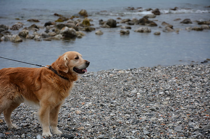 suns, zeltainais retrīvers, jūras suns, suns pie pludmales