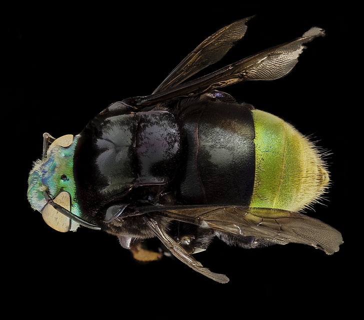 ορχιδέα μέλισσα, κοντινό πλάνο, έντομο, αρσενικό, τοποθετημένο, Γουιάνα, φτερά