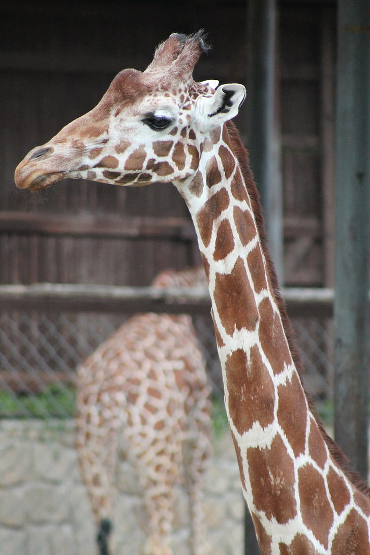 Zoo, Safari, Dvůr Králové nad labem, žirafa