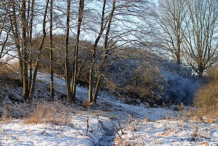 冬, 木, 雪, ストリーム, 自然, 風景, 低木