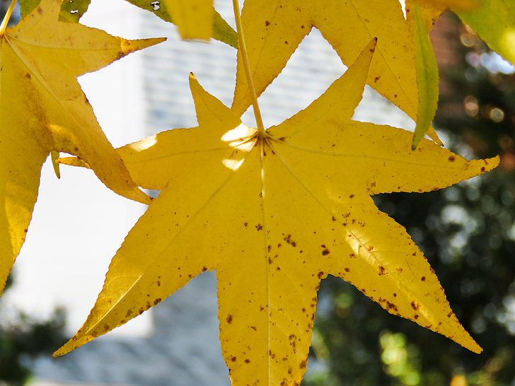 hojas de otoño, colorido, naturaleza, caída, temporada, amarillo, árbol
