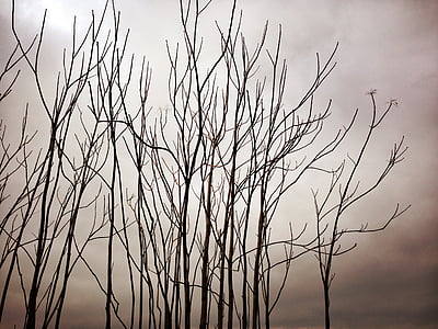 branches, trees, dry