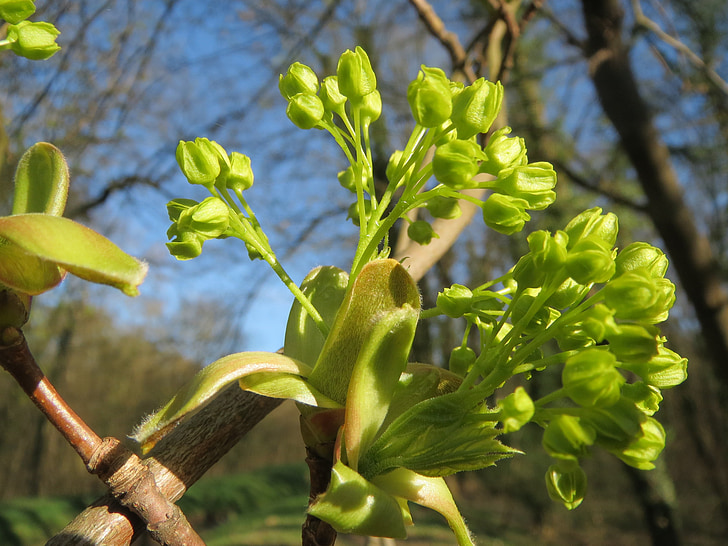 Acer platanoides, Noorwegen maple, boom, bloeiwijze, macro, Flora, plant
