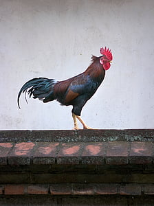 chicken, animals, rooster, bird, poultry, icon, symbol