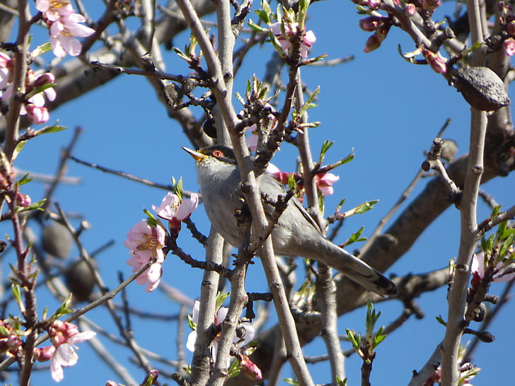 Sylvia melanocephala, tallarol capnegre, uccello, rami fioriti, albero di mandorla, albero, ramo