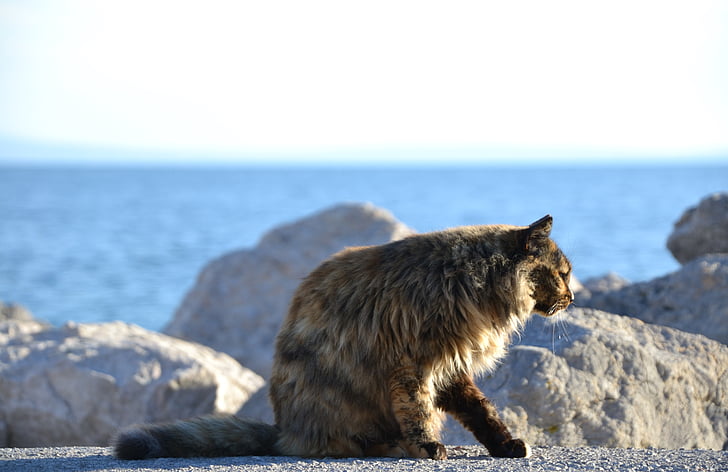 cat, strays, tortoise shell, sea, sun, rock