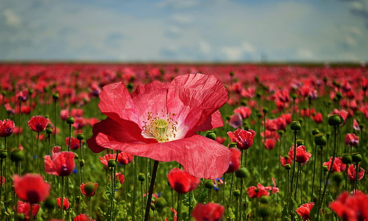 Poppy, bunga opium, bidang Poppy, alam, Blossom, mekar, merah muda