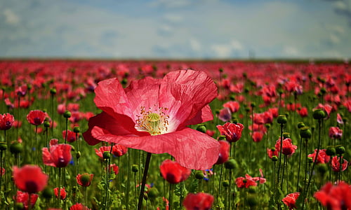 poppy, poppy flower, poppy field, nature, blossom, bloom, pink