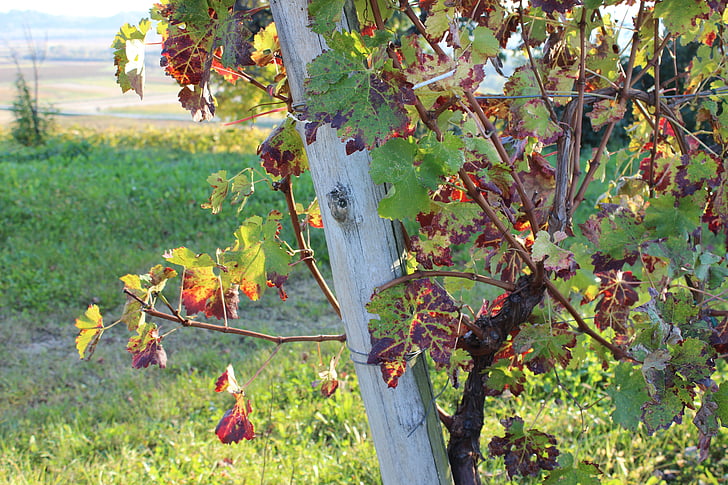 efterår, vingård, natur, felter, druer, sommer, høst