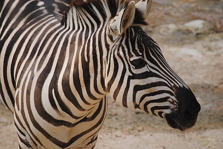 zebra, black, white, nature, animal, mammals, balance