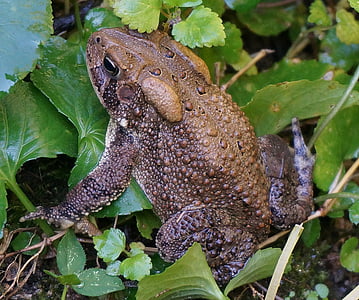 common toad, toad, amphibian, animal, nature, species, earth