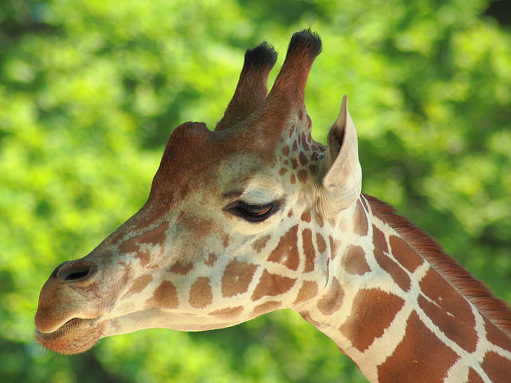 girafe, Zoo, animal, fermer, tête, animal sauvage