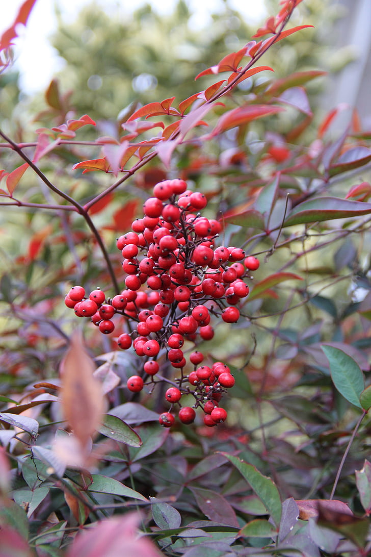 red berries, heavenly bamboo, nature, nandina berries, shrub