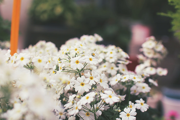 blommor, vit, vit blomma, Blossom, Primrose, växter, naturen