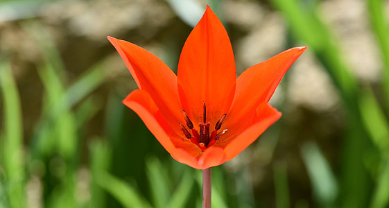 Tulip, Star tulip, flor de primavera, jardín, primavera, flor, rojo